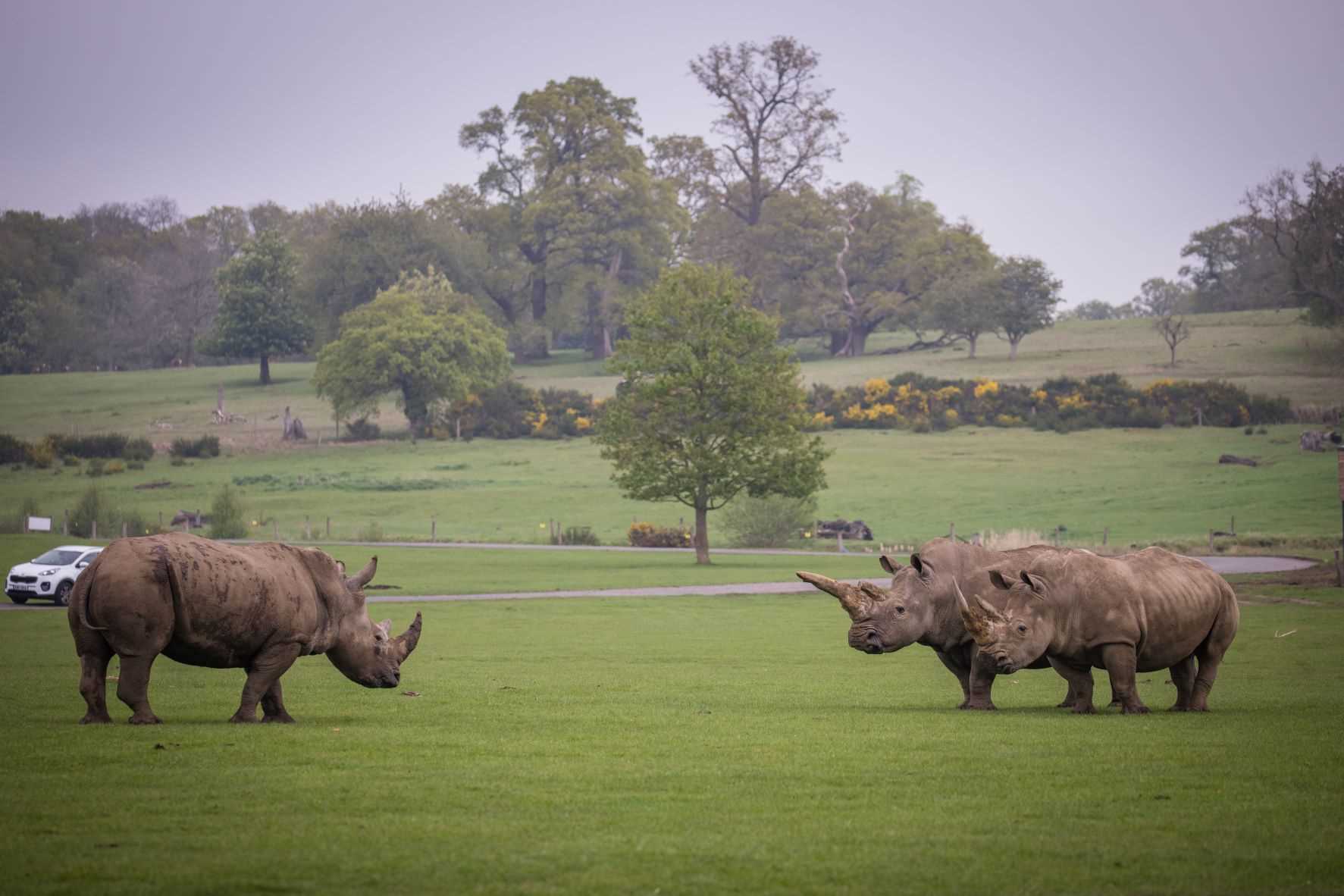 Bonnie meets the other rhinos at Woburn Safari Park.jpg