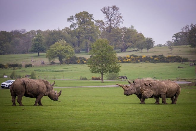 three rhinos face each other in road safari with trees and cars in distance