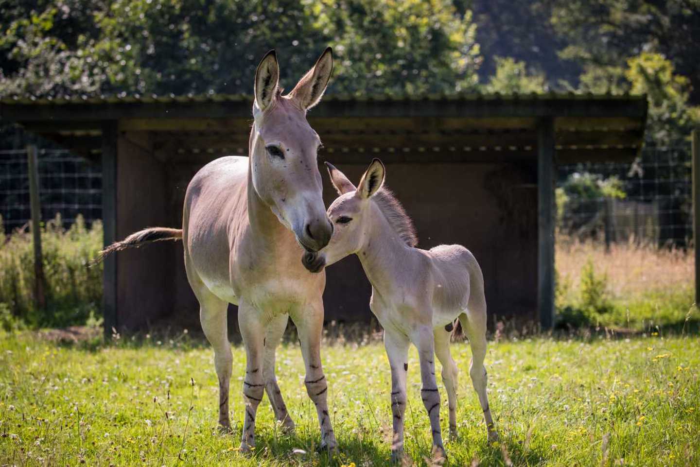 Image of somali foal wsp july 2021 6 web