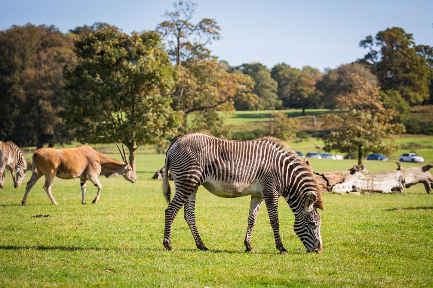 Grevy's Zebra grazes in Road Safari with cars and antelope in background