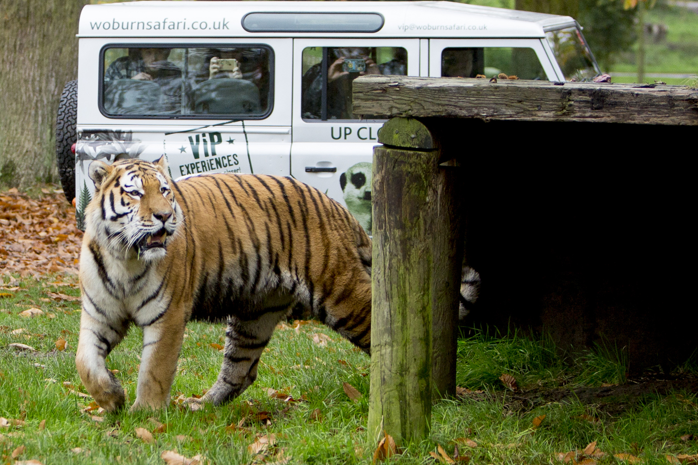 Tiger walks beside safari VIP truck as guests excitedly watch and film